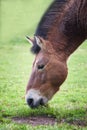 Dzungarian horse Royalty Free Stock Photo