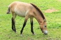 Dzungarian horse Royalty Free Stock Photo