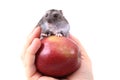 Dzungarian mouse Royalty Free Stock Photo
