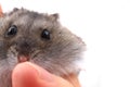 Dzungarian mouse Royalty Free Stock Photo