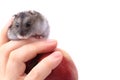 Dzungarian mouse Royalty Free Stock Photo