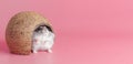 Dzungarik hamster in a house made of coconut waving his paw on a pink background