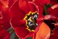 Tulipe Royalty Free Stock Photo