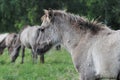 DÃÂ¼lmener wild horses