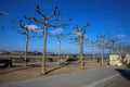 View over river promenade and bare sycamore trees on rhine with bridge Royalty Free Stock Photo