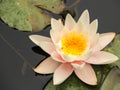 Dusseldorf, Germany - White Water Lilly in Bloom in the Pond Water Garden Royalty Free Stock Photo