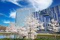 View on park with white cherry blossom trees in early spring, futuristic urban buildings, blue sky, fluffy clouds Royalty Free Stock Photo