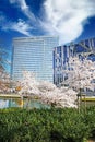 View on park with white cherry blossom trees in early spring, futuristic urban buildings, blue sky, fluffy clouds Royalty Free Stock Photo