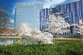 View on park with white cherry blossom trees in early spring, futuristic urban buildings, blue sky, fluffy clouds Royalty Free Stock Photo