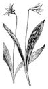 E. Americanum and E. Albidum vintage illustration