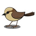 Brown Sparrow Flying in Air. Cute Brown Bird. Birds from Different parts of World. Common Birds.