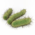 E. Coli Bacteria Royalty Free Stock Photo