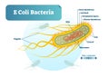 E Coli bacteria micro biological vector illustration cross section labeled diagram. Medical research information poster.