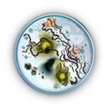 E. coli bacteria in a Petri dish. Vector