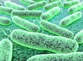 This is E coli Bacteria. vibrios type category. Royalty Free Stock Photo