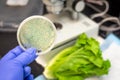 Bacterial culture plate holding in hand with Fresh Romaine lettuce and microscope at the back ground Royalty Free Stock Photo