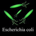 E. coli. Diseases causing E. coli. Infographics. Vector illustration Royalty Free Stock Photo