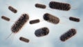 E. coli distribution at the microscopic level Royalty Free Stock Photo