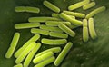 E. coli. Escherichia coli bacteria cells Royalty Free Stock Photo