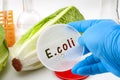 E. coli outbreak concept theme with scientist testing romaine lettuce for Escherichia coli bacteria in a lab, surrounded by