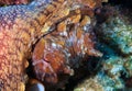 HeÃ¢â¬â¢e is the Hawaiian name for the Day Octopus from Papahanaumokuakea Marine National Monument.