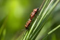 E Heterthoptera, Firebug, Pyrrhocoris apterus, O The Green Grass