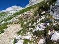 e landscape with pink, blue and white flowers incl. earleaf bellflower