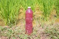 E.M.Effective Micro Oroanism, Bio Extract , homemade bottle for agriculture Royalty Free Stock Photo