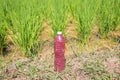 E.M.Effective Micro Oroanism, Bio Extract , homemade bottle for agriculture Royalty Free Stock Photo
