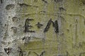 E+M initials carved in tree bark