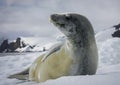 Side profile of Crabeater seal