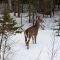 Young male deer in snowy woods clearing.