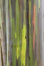 rainbow Eucalyptus bark Royalty Free Stock Photo
