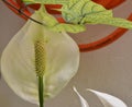 eace lily plant with scientific name of Spathiphyllum Kochiiplantadso in pot in home garden. Photo zoom