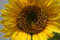 Centre of sun flower