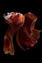 With each graceful movement the betta\'s tail unfurls revealing a mesmerizing display of intricate patterns and captivating.