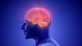Medical Animation of the Human Half Brain Royalty Free Stock Photo