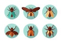 Each insect varies in design, showcasing different wing styles and body Royalty Free Stock Photo