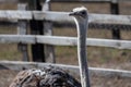 Each ostrich\'s visage is a study in unique character, with large, soulful eyes that seem to reflect the world around them. Royalty Free Stock Photo