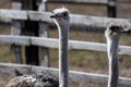 Each ostrich\'s visage is a study in unique character, with large, soulful eyes that seem to reflect the world around them. Royalty Free Stock Photo