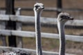 Each ostrich\'s visage is a study in unique character, with large, soulful eyes that seem to reflect the world around them. Royalty Free Stock Photo