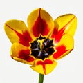 A beautiful flower isolated on a white background