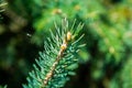 Up close shot of a branch of pine needles Royalty Free Stock Photo