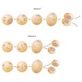 Phases of meiosis. Meiosis describes a specific process of cell division by which gametes are made