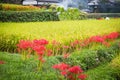 Rice Terraces Lined with Red Spider Lilies Royalty Free Stock Photo