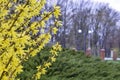 Beautiful buch of Forsythia with yellow flowers