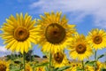 Each sunflower Helianthus annuus is actually thousands of teeny flowers, and each of them becomes a tasty seed