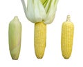 Each type of three corn cob isolated on white background with clipping path. top view Royalty Free Stock Photo