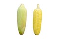Each type of two corn cob isolated on white background with clipping path. top view Royalty Free Stock Photo
