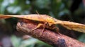 Eacles imperialis, the imperial moth, is a Nearctic member of the family Saturniidae and subfamily Ceratocampinae. Royalty Free Stock Photo